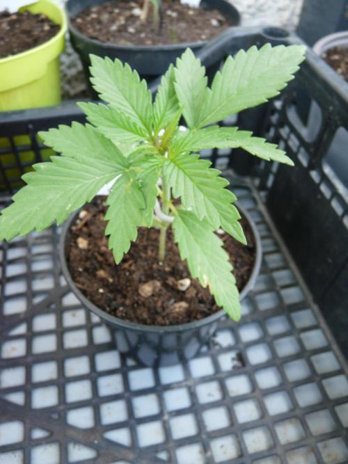 F.F. out2026 Fast Buds. Week 2 - PURPLE L.