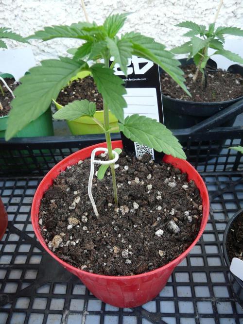 F.F. out2026 Fast Buds. Week 2 - WED.CHES.