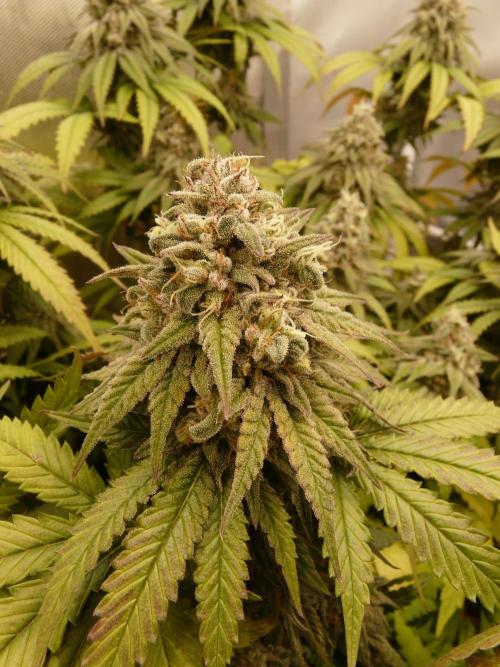 Mix Pack. Week 14