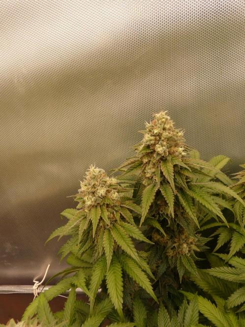 Mix Pack. Week 14 - LA SECONDA