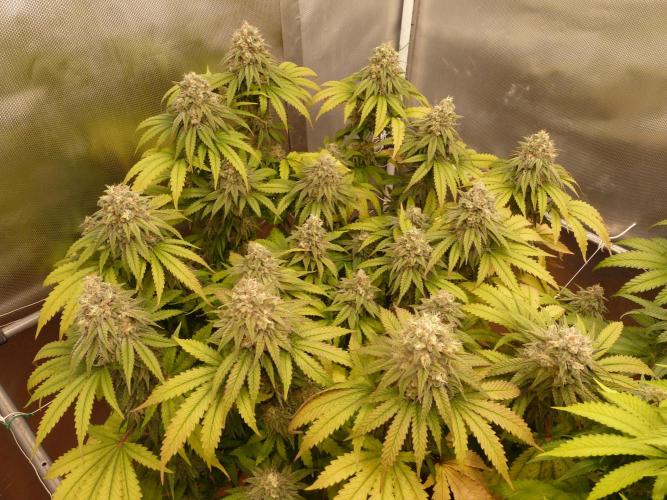Mix Pack. Week 14