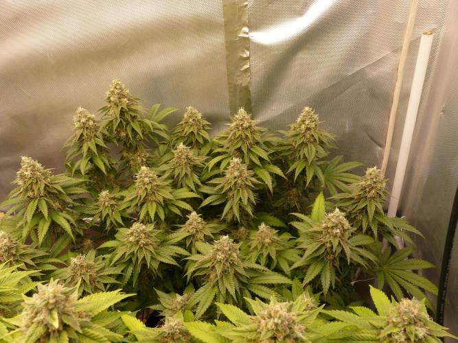 Mix Pack. Week 14