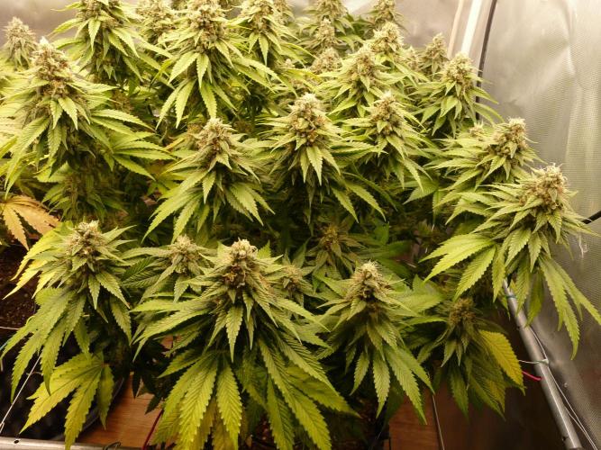 Mix Pack. Week 14