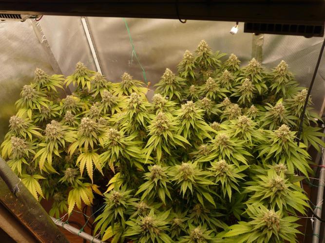 Mix Pack. Week 14