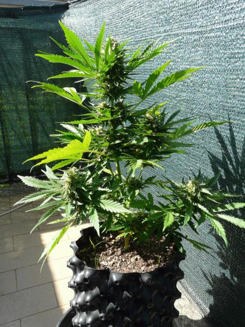 Chemdawg Auto. Week 7