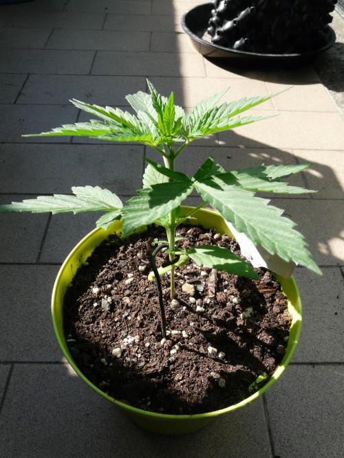 Kannabia Strain Out 2026. Week 3 - Helfire