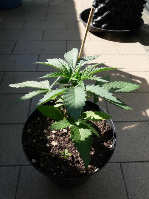 Kannabia Strain Out 2026. Week 3 - Helfire