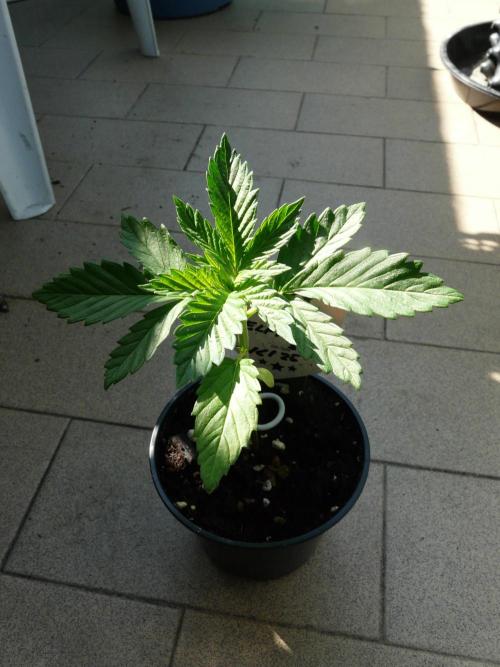 Kannabia Strain Out 2026. Week 3 - Helfire
