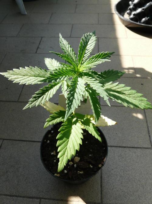 Kannabia Strain Out 2026. Week 3 - Helfire