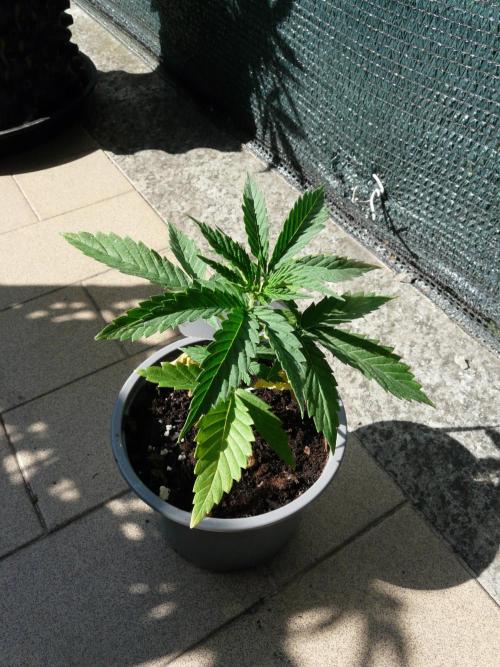 F.F. out2026 Fast Buds. Week 3 - GG4