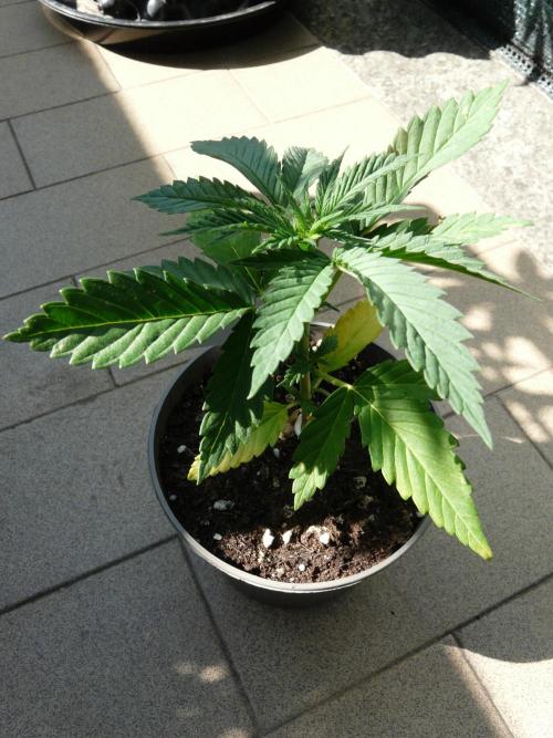 F.F. out2026 Fast Buds. Week 3 - GG4