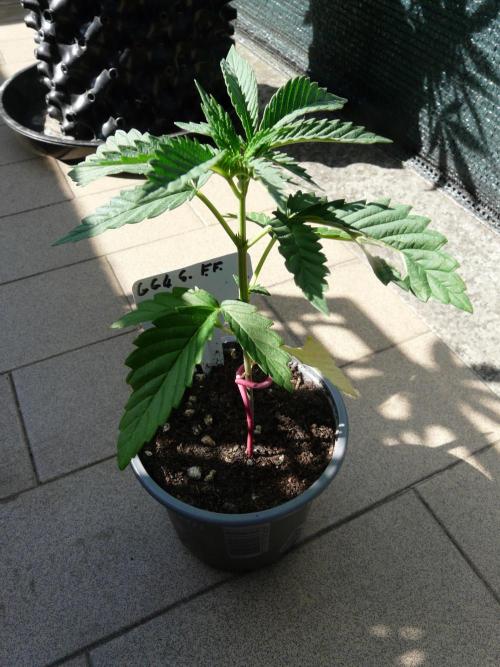F.F. out2026 Fast Buds. Week 3 - GG4