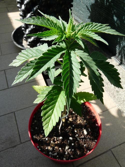 F.F. out2026 Fast Buds. Week 3 - Wedding