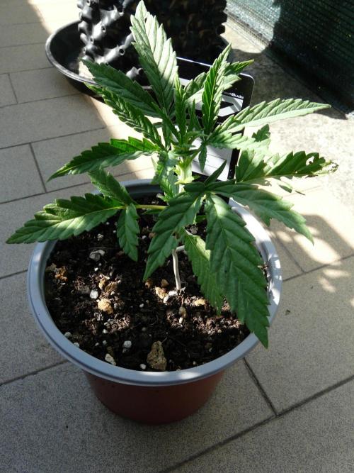 F.F. out2026 Fast Buds. Week 3