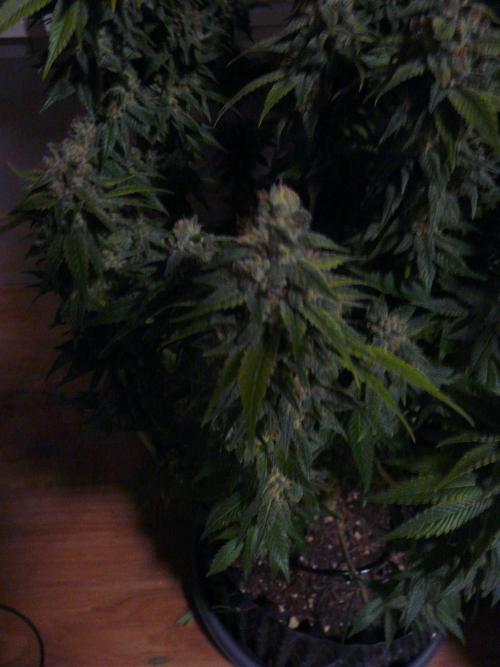 Mix Pack. Week 15