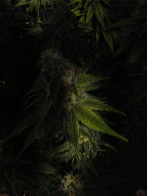 Mix Pack. Week 15