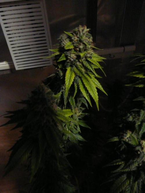 Mix Pack. Week 15