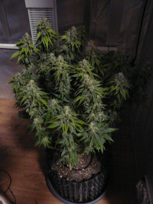 Mix Pack. Week 15
