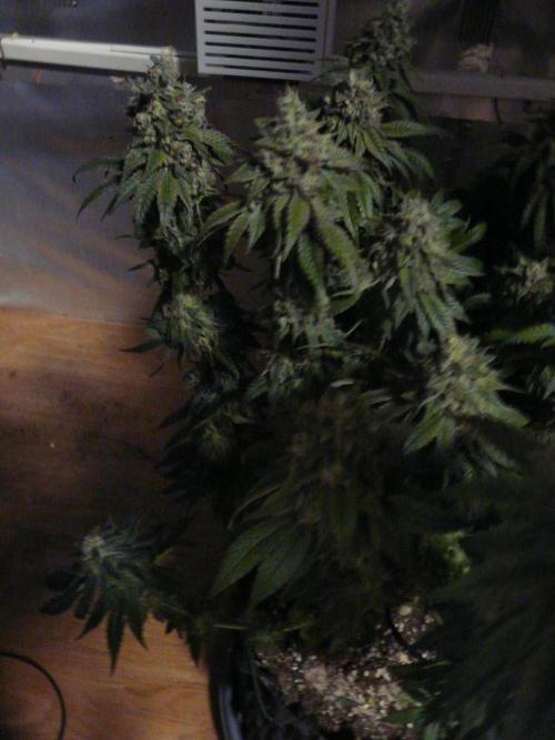 Mix Pack. Week 15