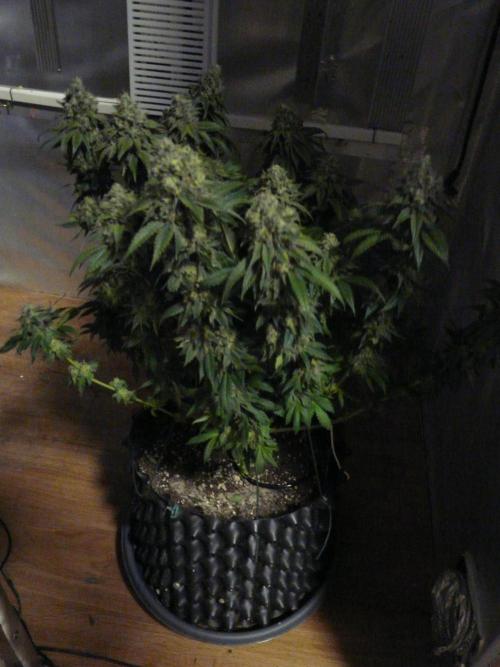 Mix Pack. Week 15