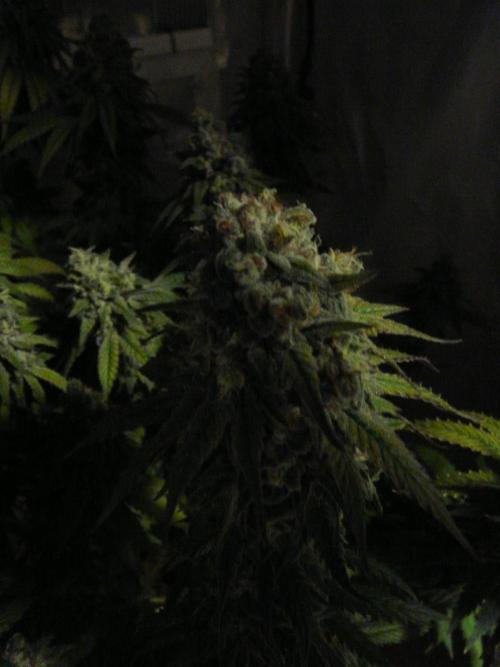 Mix Pack. Week 15