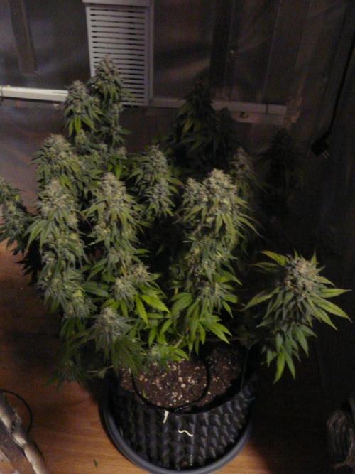 Mix Pack. Week 15