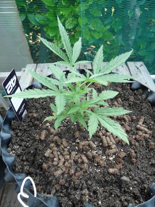 F.F. out2026 Fast Buds. Week 4