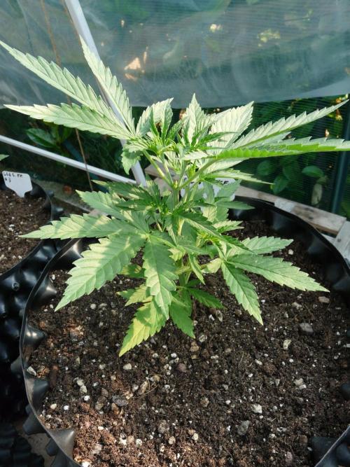 F.F. out2026 Fast Buds. Week 4