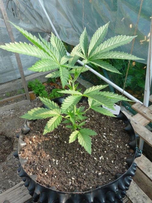F.F. out2026 Fast Buds. Week 4