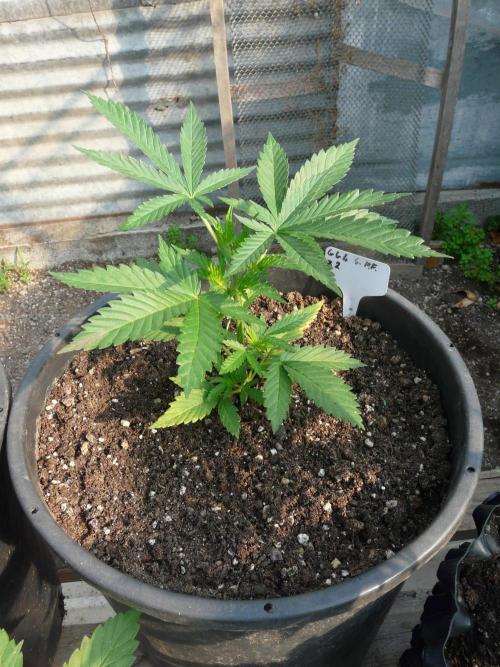 F.F. out2026 Fast Buds. Week 4