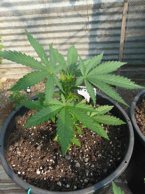 F.F. out2026 Fast Buds. Week 4