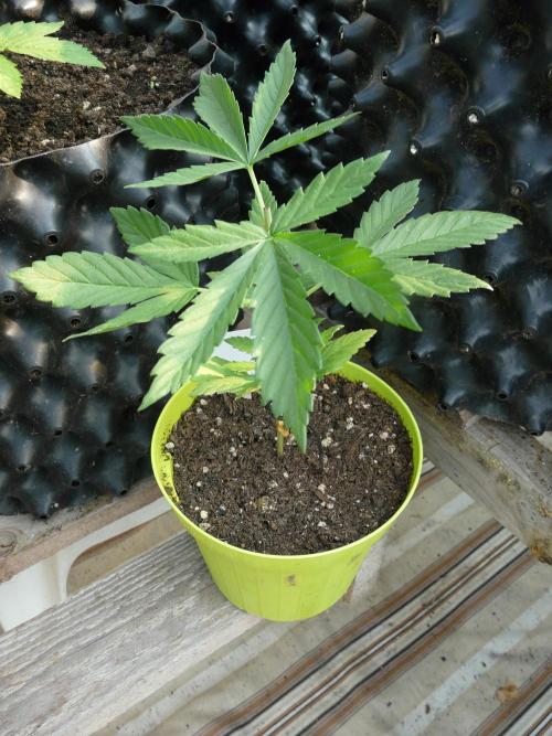 Kannabia Strain Out 2026. Week 4