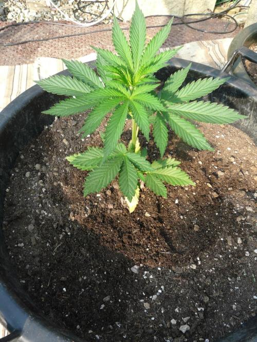 Kannabia Strain Out 2026. Week 4