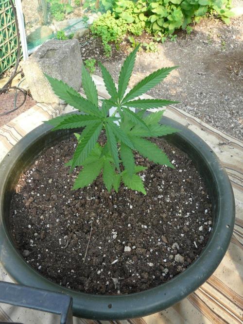 Kannabia Strain Out 2026. Week 4