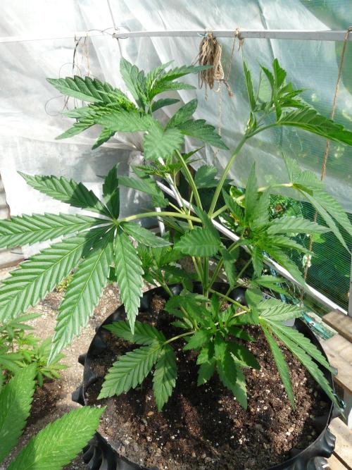F.F. out2026 Fast Buds. Week 5 - GG4 S.