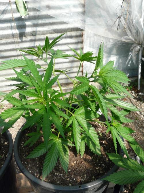 F.F. out2026 Fast Buds. Week 5 - GG4 S.