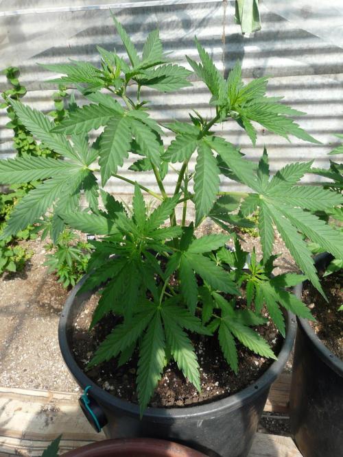 F.F. out2026 Fast Buds. Week 5 - Purple L.