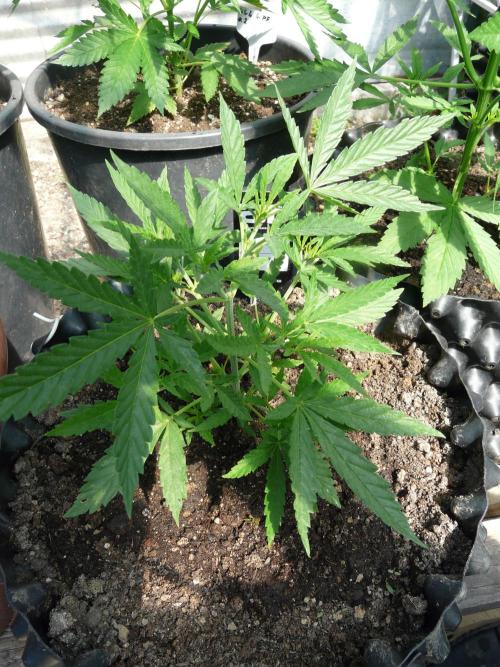 F.F. out2026 Fast Buds. Week 5 - Weddi C.