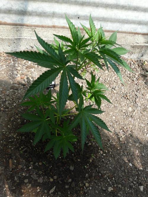 F.F. out2026 Fast Buds. Week 5 - Weddi C.