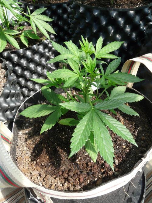 Kannabia Strain Out 2026. Week 5