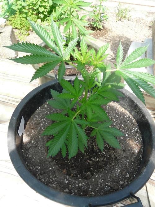 Kannabia Strain Out 2026. Week 5