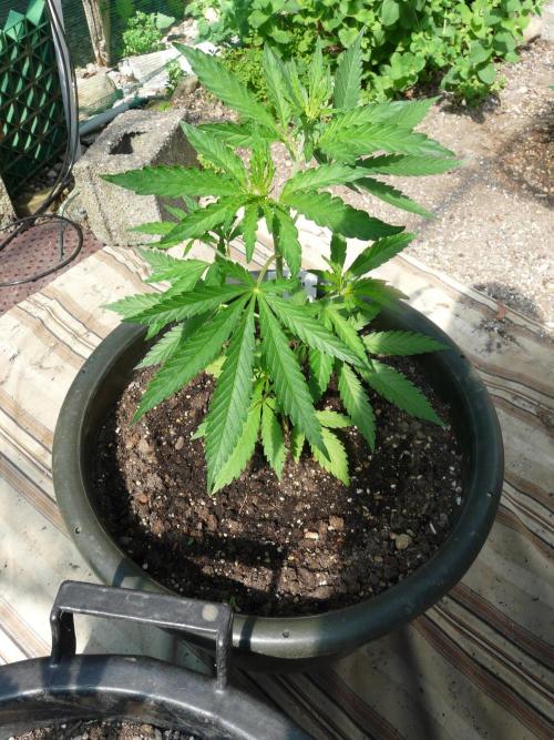 Kannabia Strain Out 2026. Week 5