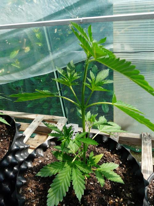 Kannabia Strain Out 2026. Week 5