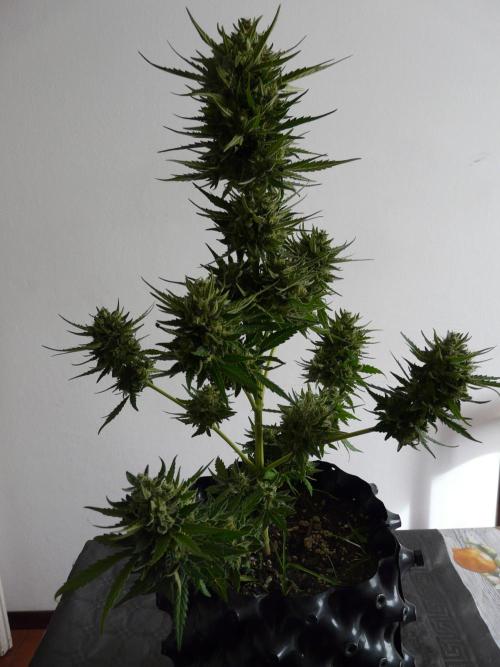 Chemdawg Auto. Week 10