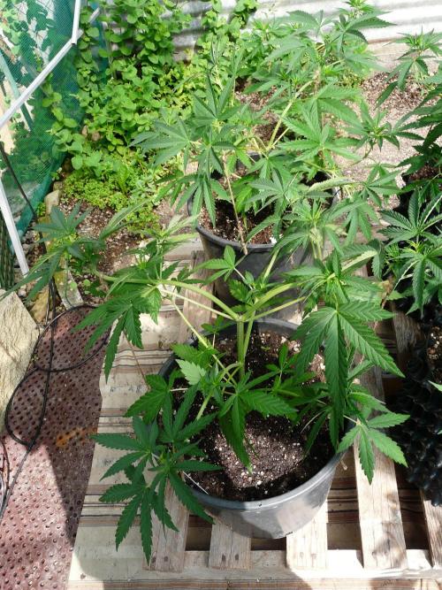 F.F. out2026 Fast Buds. Week 6