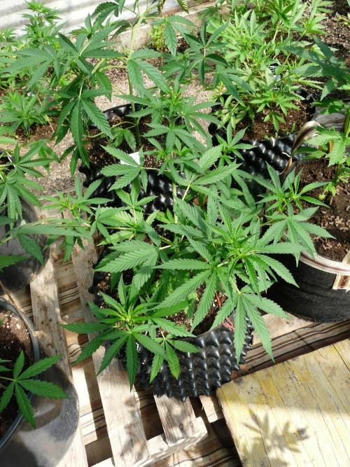 F.F. out2026 Fast Buds. Week 6