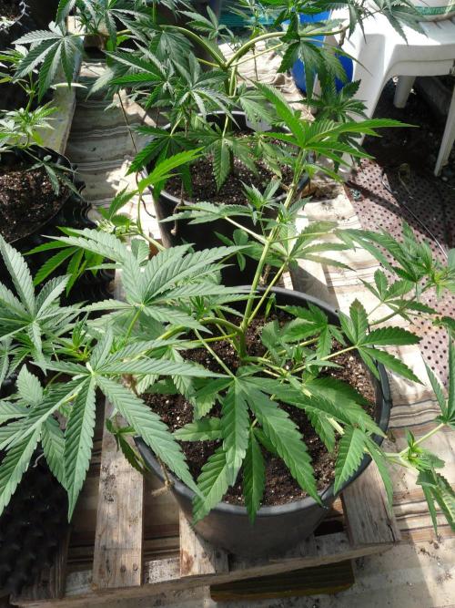 F.F. out2026 Fast Buds. Week 6