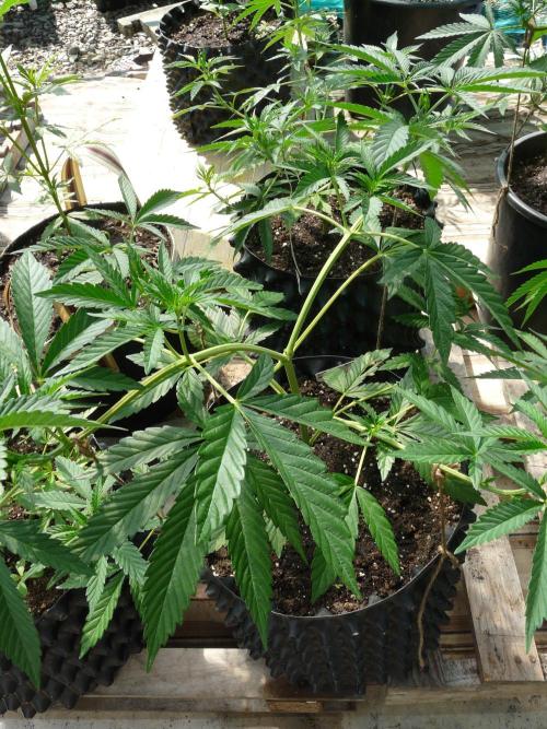 F.F. out2026 Fast Buds. Week 6