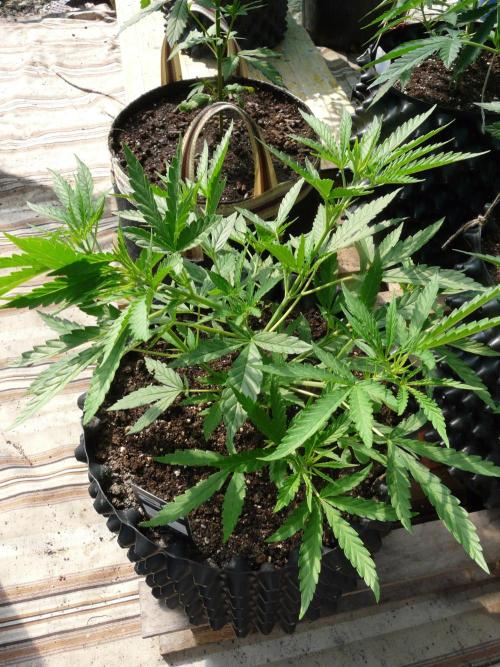 F.F. out2026 Fast Buds. Week 6