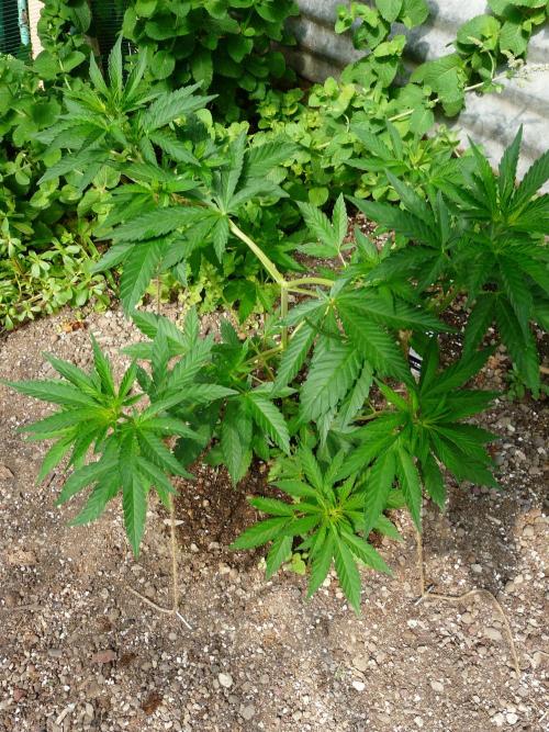 F.F. out2026 Fast Buds. Week 6